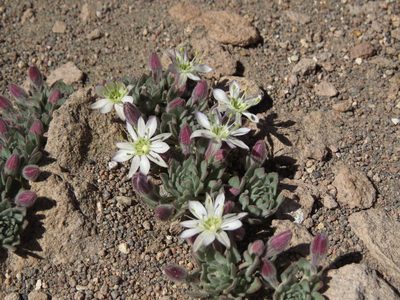 Malesherbia lactea, photographed by Nicolás Lavandero