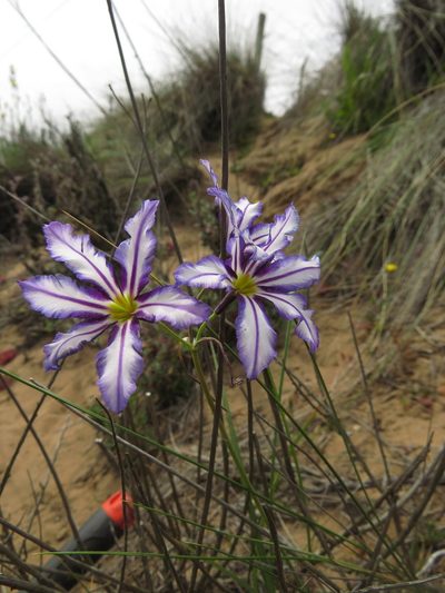Leucocoryne vittata, photographed by Nicolás Lavandero