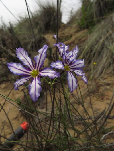 Leucocoryne vittata, photographed by Nicolás Lavandero