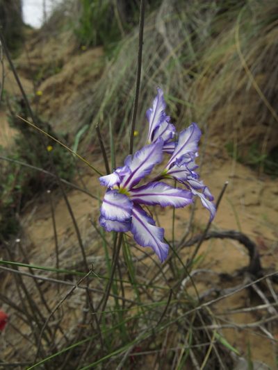 Leucocoryne vittata, photographed by Nicolás Lavandero
