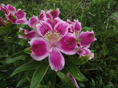 Alstroemeria pelegrina, photographed by Nicolás Lavandero