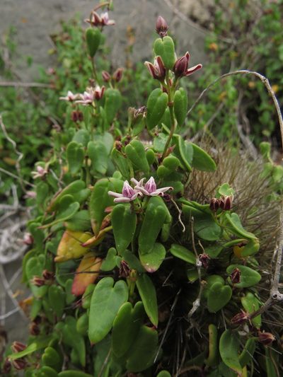 Diplolepis boerhaviifolia, photographed by Nicolás Lavandero