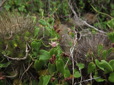 Diplolepis boerhaviifolia, photographed by Nicolás Lavandero