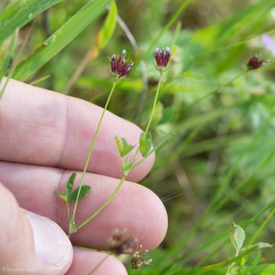 Trifolium oliganthum, photographed by Ken-ichi Ueda