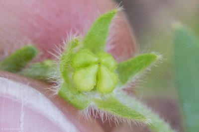 Plagiobothrys canescens, photographed by Ken-ichi Ueda