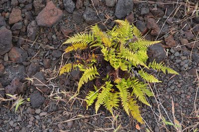 Pityrogramma austroamericana, photographed by David Anderson