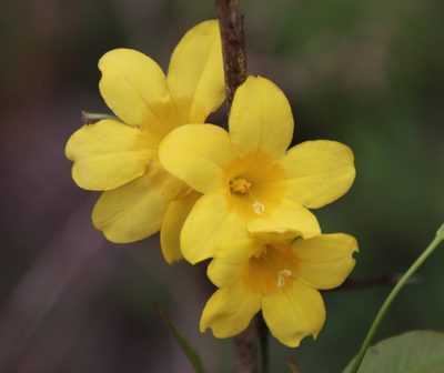 Gelsemium rankinii, photographed by Lauren McLaurin