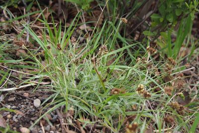 Luzula capitata, photographed by harum.koh
