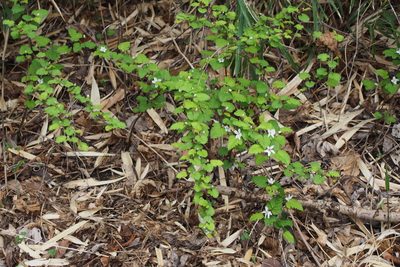 Rubus microphyllus, photographed by harum.koh