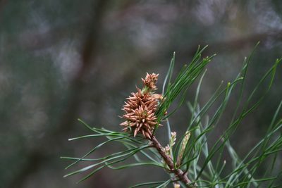 Pinus glabra, photographed by Lauren McLaurin