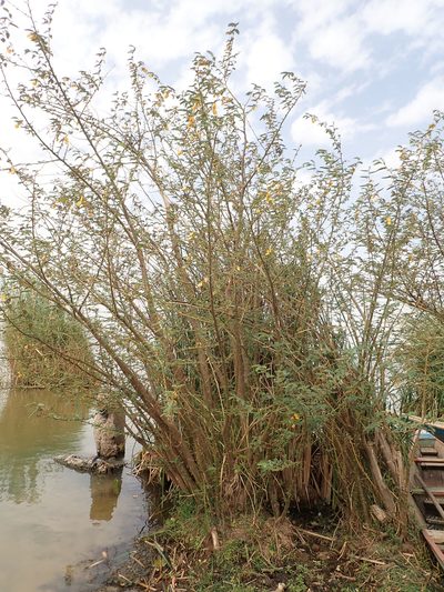 Aeschynomene elaphroxylon, photographed by Julien Renoult