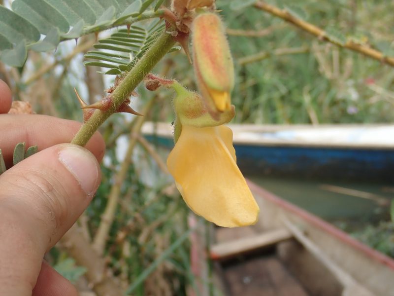 Aeschynomene elaphroxylon, photographed by Julien Renoult