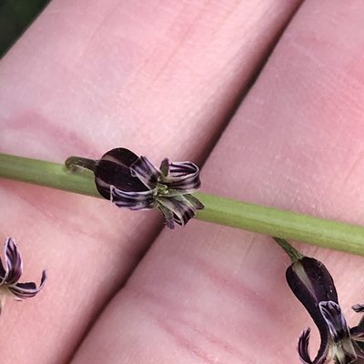 Streptanthus heterophyllus, photographed by Amy Huie