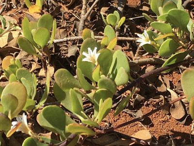 Scaevola coriacea, photographed by Sonny Gamponia