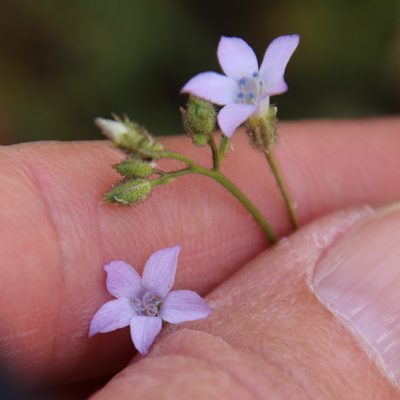 Gilia stellata, photographed by Millie Basden