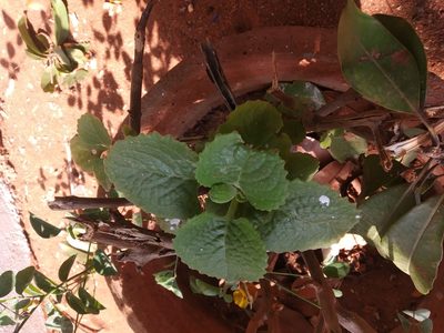 Coleus amboinicus, photographed by Amar Bharathy