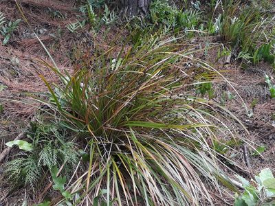 Libertia grandiflora, photographed by Leon Perrie