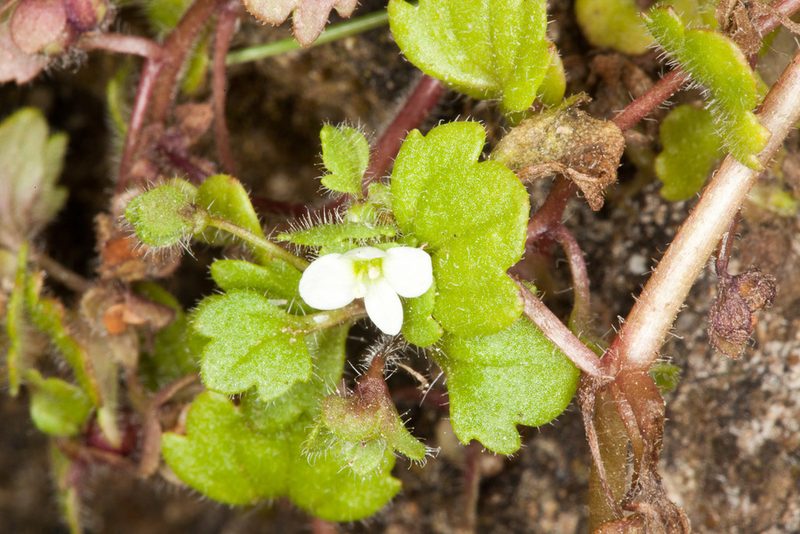 Veronica panormitana, photographed by Drepanostoma