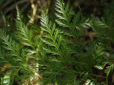 Davallia fejeensis, photographed by Samuel Brown