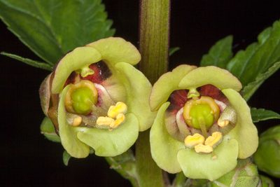 Scrophularia trifoliata, photographed by Drepanostoma