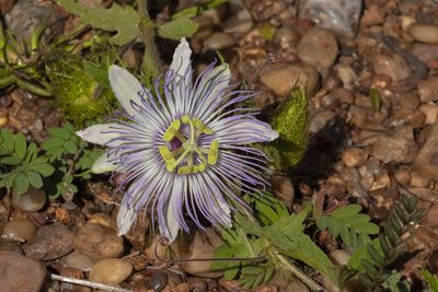 Passiflora chrysophylla, photographed by Gustavo Masuzzo