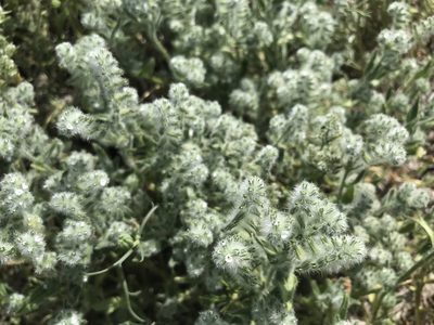 Cryptantha barbigera, photographed by Sula Vanderplank