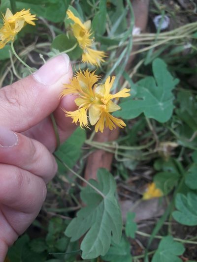 Tropaeolum seemannii, photographed by Mariela Nicole Crespo Carrazana