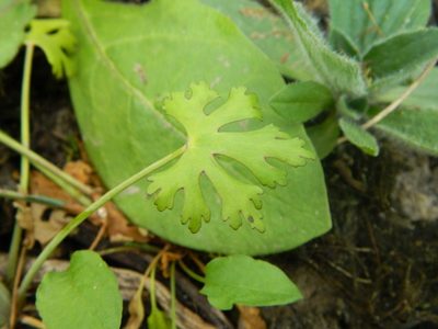 Ranunculus apiifolius, photographed by Eduardo Luis Beltrocco