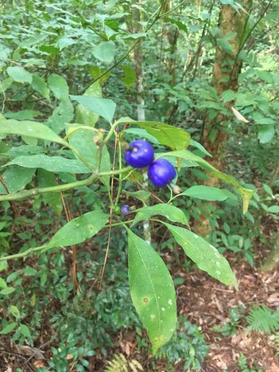 Psychotria suterella, photographed by Daniel Cavallari