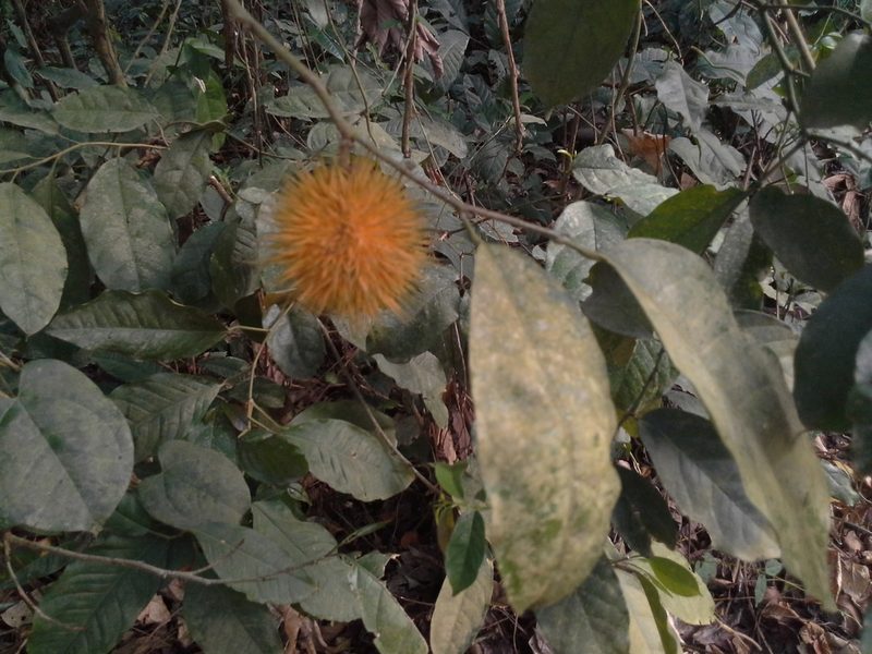Caloncoba echinata, photographed by ehoumanevans
