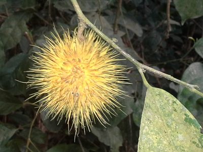 Caloncoba echinata, photographed by ehoumanevans