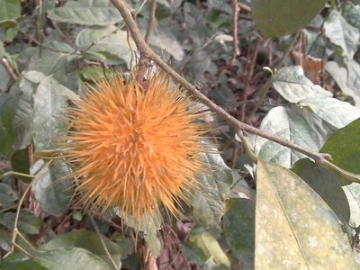 Caloncoba echinata, photographed by ehoumanevans