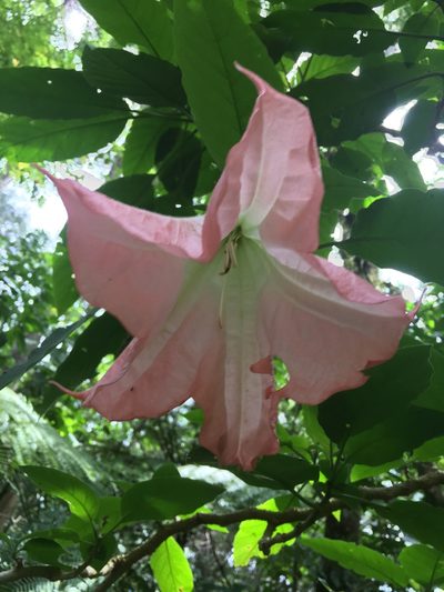 Brugmansia versicolor, photographed by Daniel Cavallari