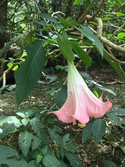 Brugmansia versicolor, photographed by Daniel Cavallari