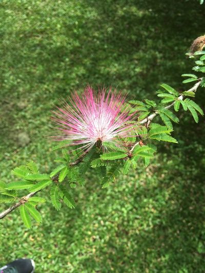 Calliandra selloi, photographed by Daniel Cavallari