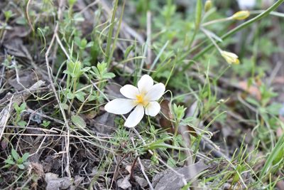 Crocus alatavicus, photographed by Kudaibergen Amirekul