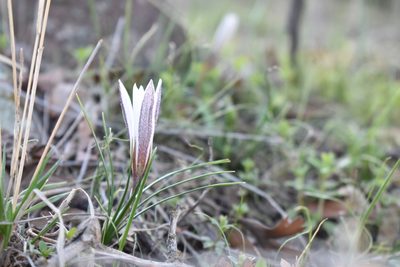 Crocus alatavicus, photographed by Kudaibergen Amirekul