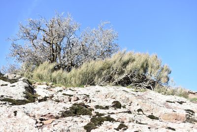 Ephedra equisetina, photographed by Kudaibergen Amirekul