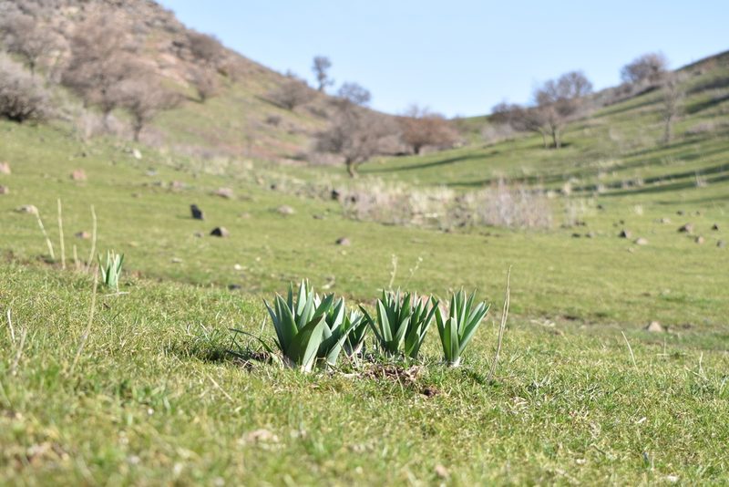 Eremurus regelii, photographed by Kudaibergen Amirekul