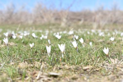 Crocus alatavicus, photographed by Kudaibergen Amirekul