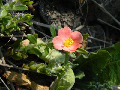Portulaca cryptopetala, photographed by Eduardo Luis Beltrocco