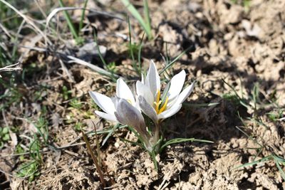 Crocus alatavicus, photographed by Kudaibergen Amirekul