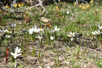 Crocus alatavicus, photographed by Kudaibergen Amirekul