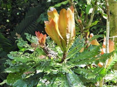 Cespedesia spathulata, photographed by amantedarmanin