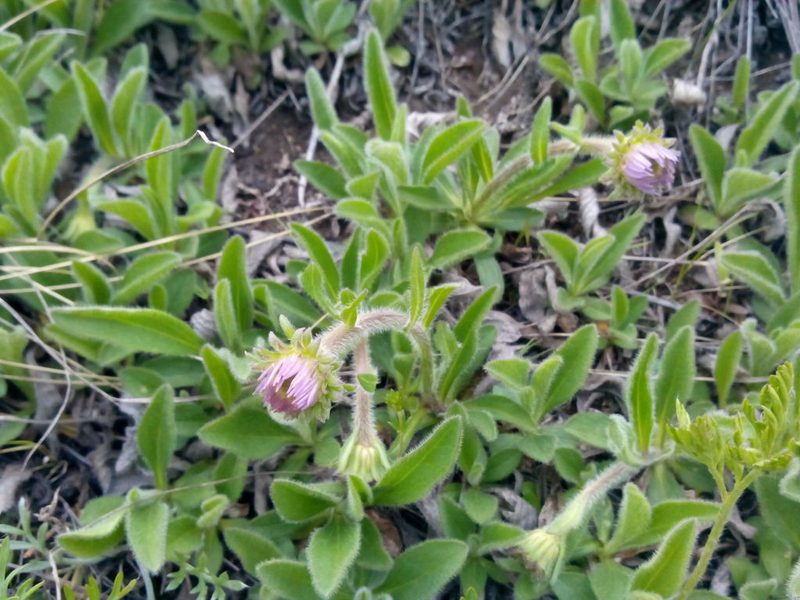 Aster flaccidus, photographed by Yuri
