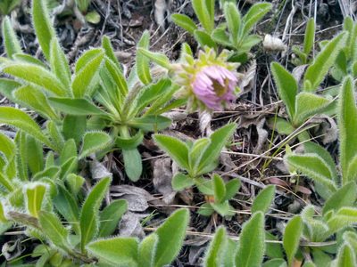 Aster flaccidus, photographed by Yuri