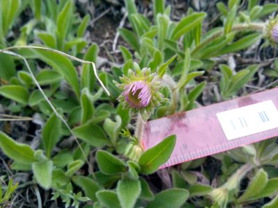 Aster flaccidus, photographed by Yuri