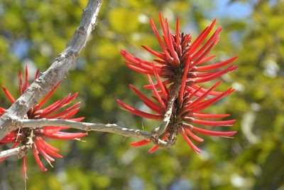 Erythrina berteroana, photographed by Neptalí Ramírez Marcial