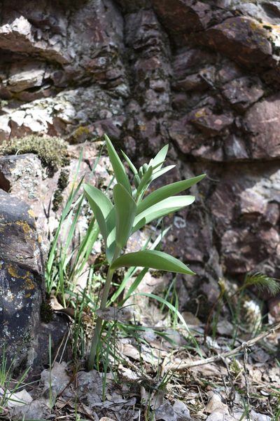 Fritillaria sewerzowii, photographed by Kudaibergen Amirekul
