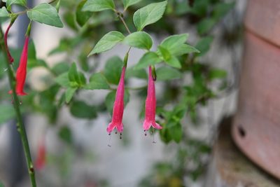 Clinopodium selerianum, photographed by Neptalí Ramírez Marcial